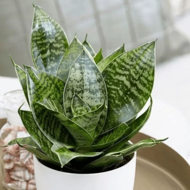 Coral Snake Live Plant for Houseplant Decor, Ornamental Snake Plant Live, No Pot, Fast Growing