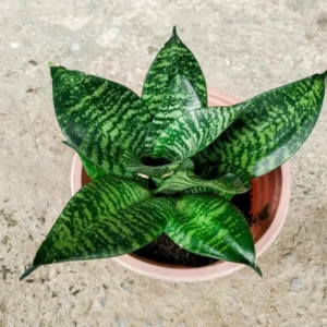Coral Snake Live Plant for Houseplant Decor, Ornamental Snake Plant Live, No Pot, Fast Growing