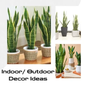 Black Hahnii Snake Live Plant for Houseplant Decor, Ornamental Snake Plant Live, No Pot, Fast Growing, Sansevieria trifasciata