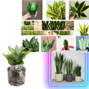 Mix Snake Plant Live for Houseplant Decor, Ornamental Snake Plant Live, No Pot, Fast Growing, Sansevieria Trifasciata, 5-9 Inc Tall, Rare Plant, Mother in Law Tongue Plant Live