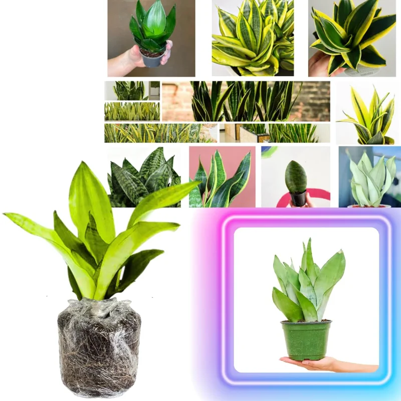 Mix Snake Plant Live for Houseplant Decor, Ornamental Snake Plant Live, No Pot, Fast Growing, Sansevieria Trifasciata, 5-9 Inc Tall, Rare Plant, Mother in Law Tongue Plant Live