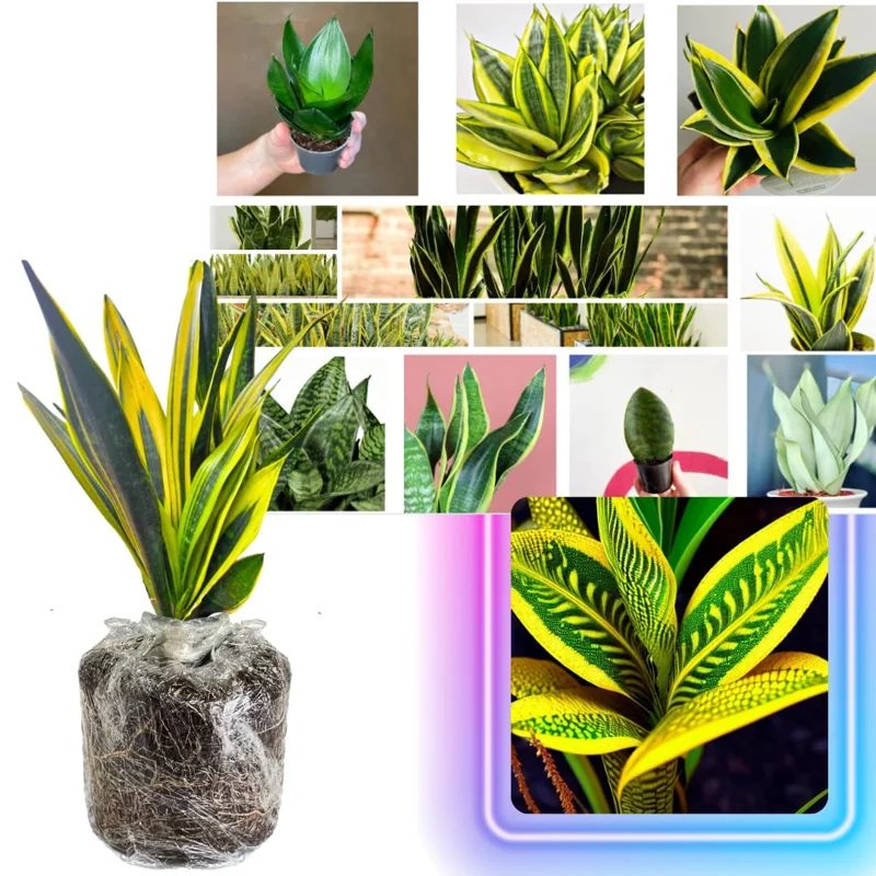 Mix Snake Plant Live for Houseplant Decor, Ornamental Snake Plant Live, No Pot, Fast Growing, Sansevieria Trifasciata, 5-9 Inc Tall, Rare Plant, Mother in Law Tongue Plant Live