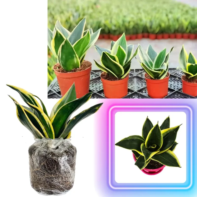 Mix Snake Plant Live for Houseplant Decor, Ornamental Snake Plant Live, No Pot, Fast Growing, Sansevieria Trifasciata, 5-9 Inc Tall, Rare Plant, Mother in Law Tongue Plant Live