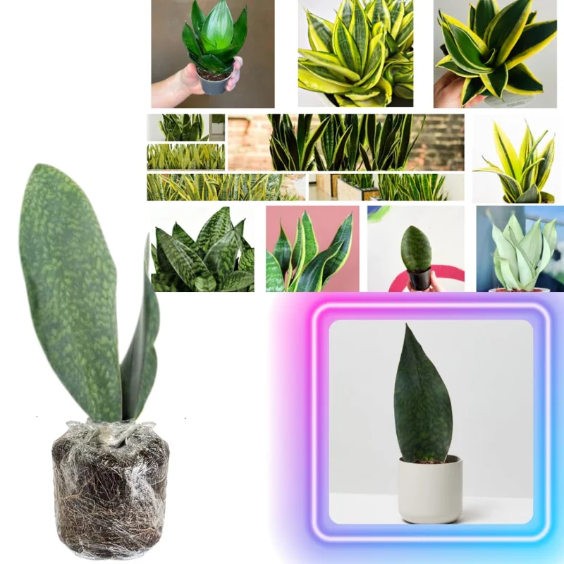 Mix Snake Plant Live for Houseplant Decor, Ornamental Snake Plant Live, No Pot, Fast Growing, Sansevieria Trifasciata, 5-9 Inc Tall, Rare Plant, Mother in Law Tongue Plant Live