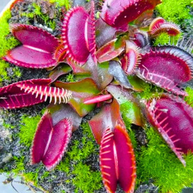 3 Venus Flytraps Plant Live, Starter Plant Fly Trap Dionaea Muscipula for Planting
