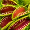 3 Venus Flytraps Plant Live, Starter Plant Fly Trap Dionaea Muscipula for Planting