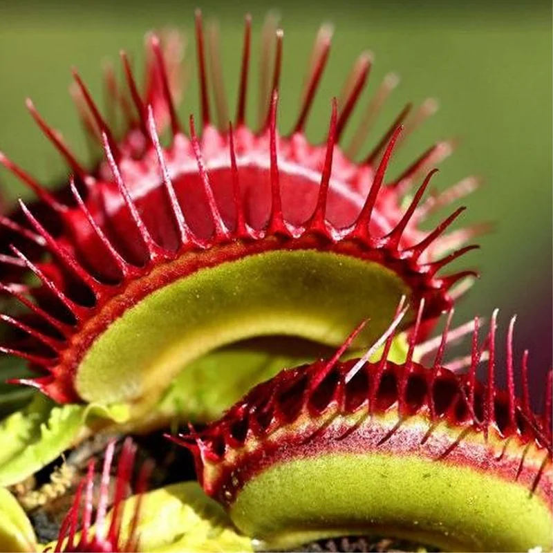 3 Venus Flytraps Plant Live, Starter Plant Fly Trap Dionaea Muscipula for Planting