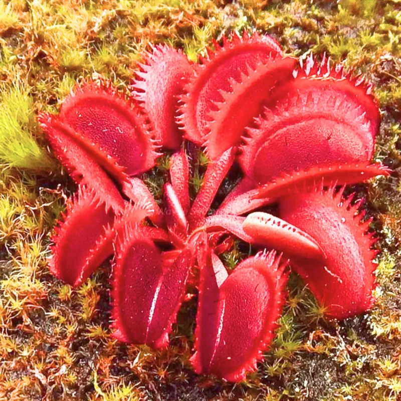 3 Venus Flytraps Plant Live, Starter Plant Fly Trap Dionaea Muscipula for Planting