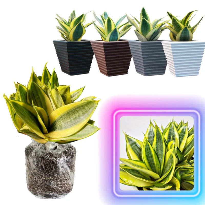 Mix Snake Plant Live for Houseplant Decor, Ornamental Snake Plant Live, No Pot, Fast Growing, Sansevieria Trifasciata, 5-9 Inc Tall, Rare Plant, Mother in Law Tongue Plant Live