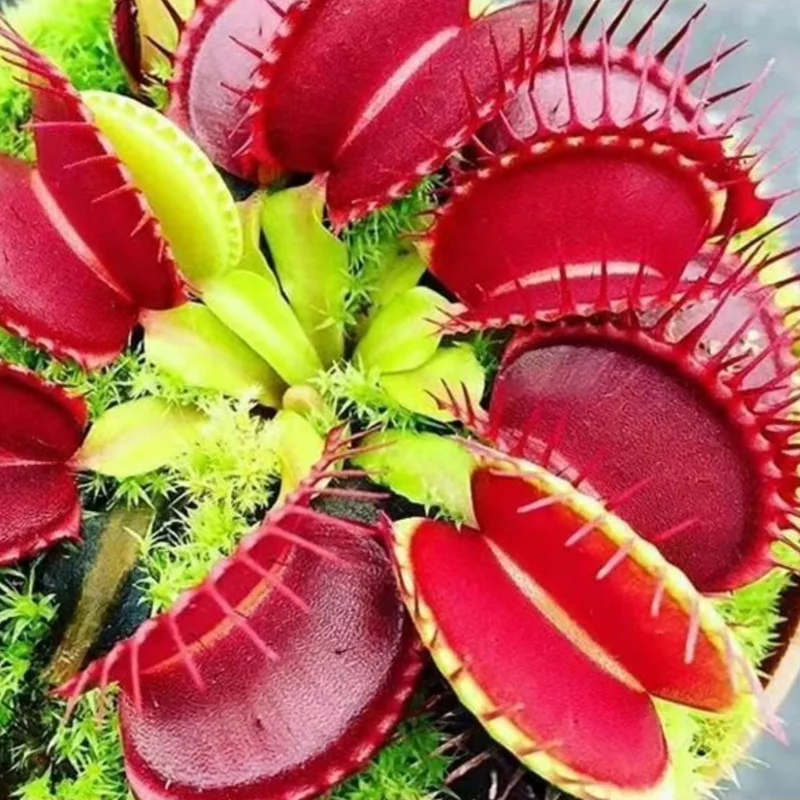 Pack 6 Venus Flytraps Plant Live, Starter Plant Fly Trap Dionaea Muscipula for Growing