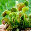 Combo 6 Live Venus Flytraps Plants Starter Size, Dionaea Muscipula for Gardening, Plant Fly Trap Indoor Outdoor