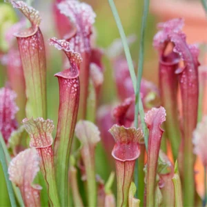 Pack 2 Rare Nepenthes Pitcher Plant in 3.75