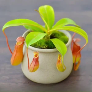 Pack 2 Rare Nepenthes Pitcher Plant in 3.75