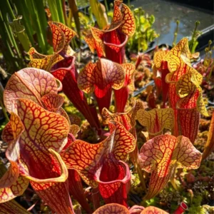 Pack 2 Rare Nepenthes Pitcher Plant in 3.75