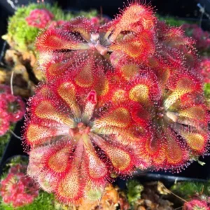 Sundew Drosera Spathulata Live Plant in 3" Pot, Live Sun Dew Plant Terrarium, Grown from Seed for Planting