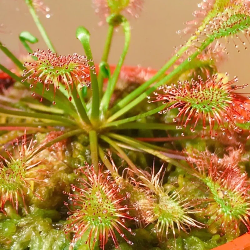 Sundew Drosera Spathulata Live Plant in 3" Pot, Live Sun Dew Plant Terrarium, Grown from Seed for Planting