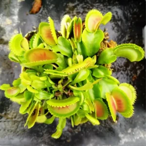 Large Size Venus Fly Trap Live Plant in 3 Inches Pot, Live Venus Flytraps Plant Terrarium, Dionaea Muscipula Grown from Seed for Planting