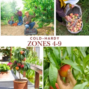 5 Big Peach Fruit Trees Fully Rooted, 3-4 Feet Tall, Peach Trees Live Plants, Large Peach Tree Sweet Peach Plant for Planting