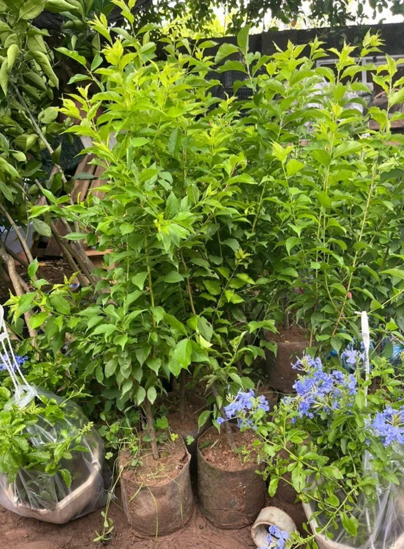 Apricot Trees Live Plants, 3-4 Ft Tall Apricot Fruit Trees for Outdoor Planting, Cold Hardy and Dormant, No Leaf, Fully Rooted