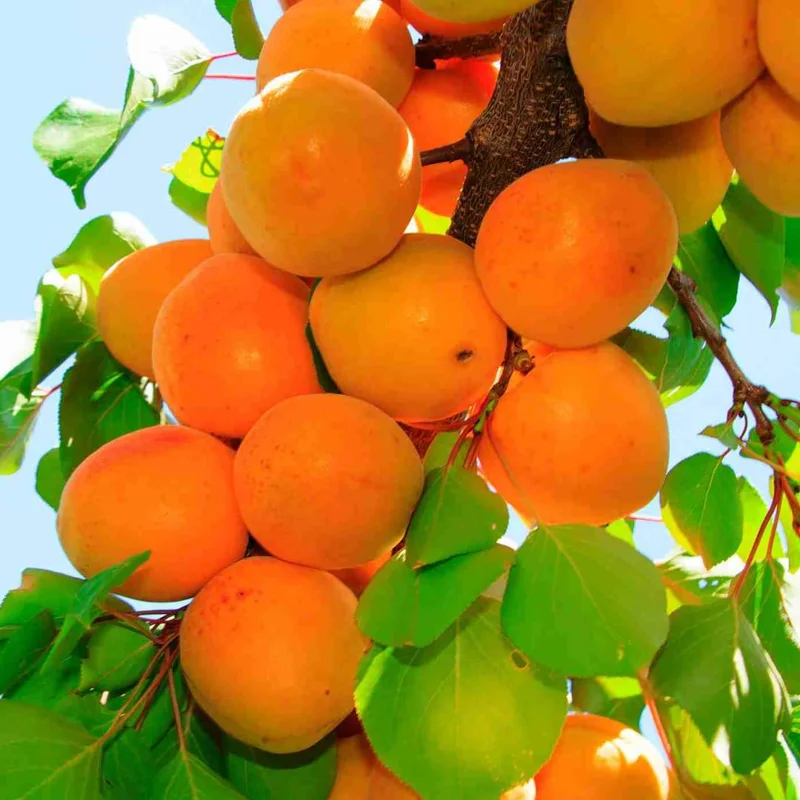 Fully Rooted Apricot Fruit Trees 3-4 Feet Tall, Live Apricot Trees Plants Outdoor Gardening, Cold Hardy, Zones 5-9