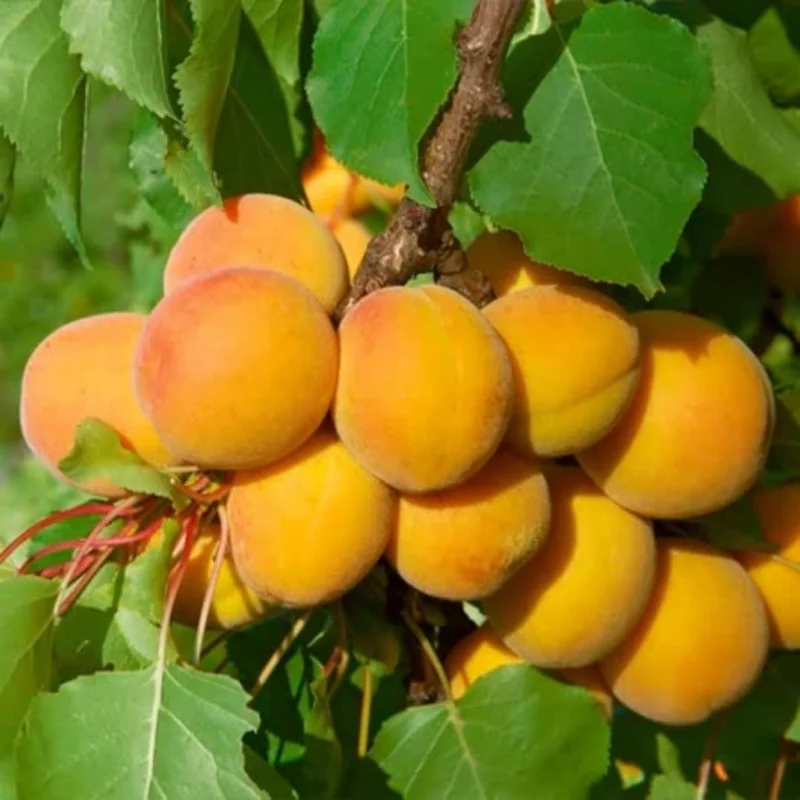 2 Year Old Live Apricot Fruit Trees 3-4' Tall, Dormant, Fully Rooted, Live Apricot Trees Plants Outdoor Gardening, Cold Hardy, Zones 5-9