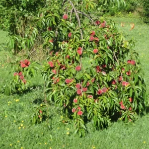 Large 5 Peach Fruit Trees 3-4' Fully Rooted for Planting, Peach Trees Live Plants for Growing Zones 5 to 8