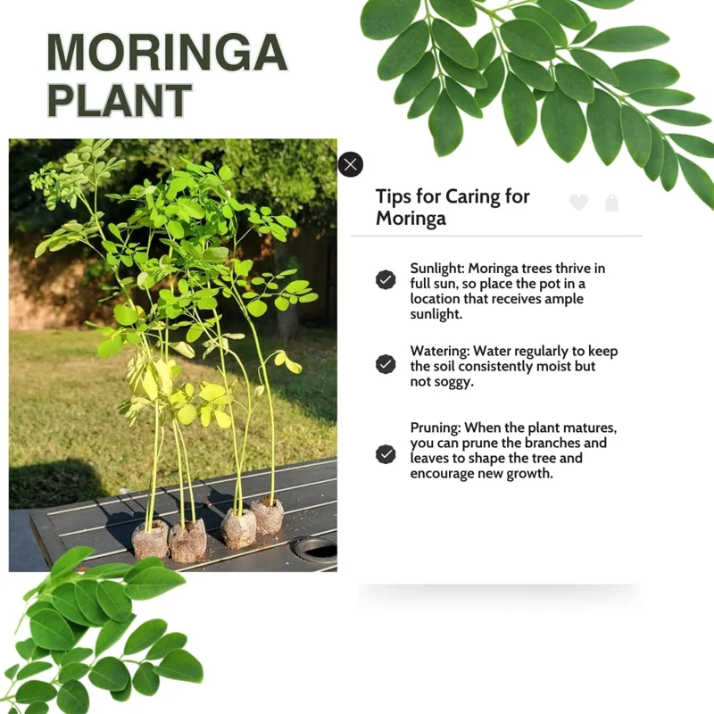 Moringa Trees Plants Live, Set 4 Moringa Oleifera Plants Seedlings, Malunggay Drumstick Tree, Horseradish Tree, Outdoor Planting