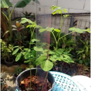 Moringa Trees Plants Live, Set 4 Moringa Oleifera Plants Seedlings, Malunggay Drumstick Tree, Horseradish Tree, Outdoor Planting