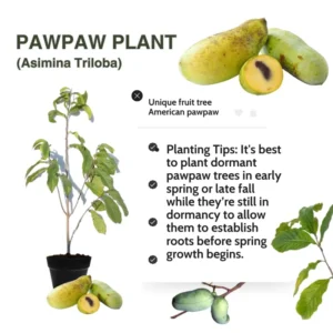 Set 2 Pawpaw Trees Live Plants in Pot, Asimina Triloba Paw Paw, 6 to 12 Inc Tall, Dormant, No Leaf, Paw Paw Tree Seedlings, American Pawpaw Plants