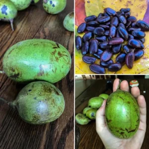 Set 2 Pawpaw Trees Live Plants in Pot, Asimina Triloba Paw Paw, 6 to 12 Inc Tall, Dormant, No Leaf, Paw Paw Tree Seedlings, American Pawpaw Plants