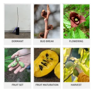 Set 2 Pawpaw Trees Live Plants in Pot, Asimina Triloba Paw Paw, 6 to 12 Inc Tall, Dormant, No Leaf, Paw Paw Tree Seedlings, American Pawpaw Plants
