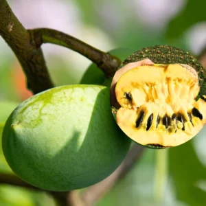 Set 2 Pawpaw Trees Live Plants in Pot, Asimina Triloba Paw Paw, 6 to 12 Inc Tall, Dormant, No Leaf, Paw Paw Tree Seedlings, American Pawpaw Plants