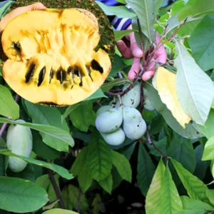 Set 2 Pawpaw Trees Live Plants in Pot, Asimina Triloba Paw Paw, 6 to 12 Inc Tall, Dormant, No Leaf, Paw Paw Tree Seedlings, American Pawpaw Plants