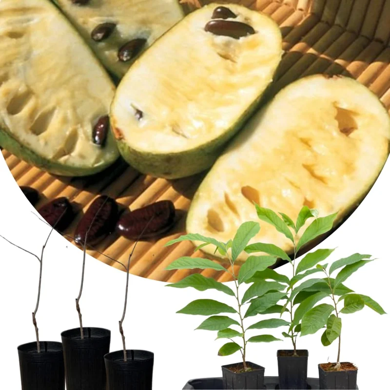 Pack 2 Pawpaw Trees Live Plants in Pot, Asimina Triloba Paw-Paw, 6 to 12 Inc Tall, Dormant, No Leaf, Paw Paw Tree Seedlings, Common American Pawpaw Plants