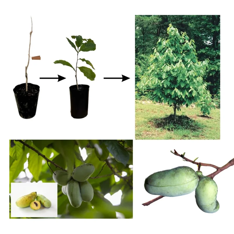 Pack 2 Pawpaw Trees Live Plants in Pot, Asimina Triloba Paw-Paw, 6 to 12 Inc Tall, Dormant, No Leaf, Paw Paw Tree Seedlings, Common American Pawpaw Plants