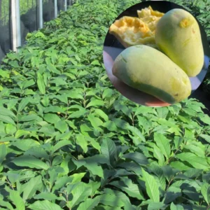 Pack 2 Pawpaw Trees Live Plants in Pot, Asimina Triloba Paw-Paw, 6 to 12 Inc Tall, Dormant, No Leaf, Paw Paw Tree Seedlings, Common American Pawpaw Plants