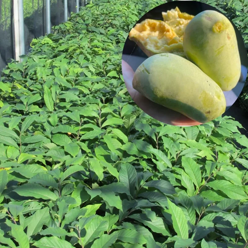 Pack 2 Pawpaw Trees Live Plants in Pot, Asimina Triloba Paw-Paw, 6 to 12 Inc Tall, Dormant, No Leaf, Paw Paw Tree Seedlings, Common American Pawpaw Plants