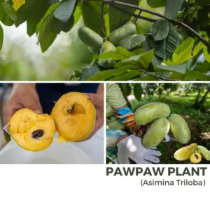 Pack 2 Pawpaw Trees Live Plants in Pot, Asimina Triloba Paw-Paw, 6 to 12 Inc Tall, Dormant, No Leaf, Paw Paw Tree Seedlings, Common American Pawpaw Plants