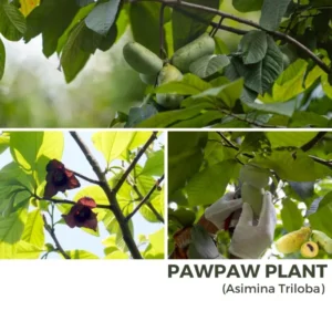 Pack 2 Pawpaw Trees Live Plants in Pot, Asimina Triloba Paw-Paw, 6 to 12 Inc Tall, Dormant, No Leaf, Paw Paw Tree Seedlings, Common American Pawpaw Plants