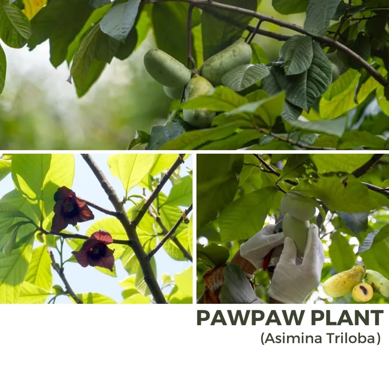 Pack 2 Pawpaw Trees Live Plants in Pot, Asimina Triloba Paw-Paw, 6 to 12 Inc Tall, Dormant, No Leaf, Paw Paw Tree Seedlings, Common American Pawpaw Plants