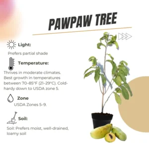 Pawpaw Tree Live Plants, Asimina Triloba Paw Paw, 6 to 12 Inc Tall, Dormant, No Leaf, Paw Paw Tree Seedlings, American Pawpaw Plants