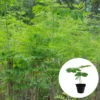 Pack 3 Moringa Trees, Moringa Plants Live, Moringa Oleifera Plants, 8-10 Inc Tall Malunggay Plant for Growing, Drumstick Tree, Horseradish Tree, Moringa Seedling
