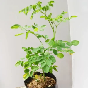Pack 3 Moringa Trees, Moringa Plants Live, Moringa Oleifera Plants, 8-10 Inc Tall Malunggay Plant for Growing, Drumstick Tree, Horseradish Tree, Moringa Seedling