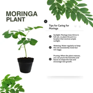 Pack 3 Moringa Trees, Moringa Plants Live, Moringa Oleifera Plants, 8-10 Inc Tall Malunggay Plant for Growing, Drumstick Tree, Horseradish Tree, Moringa Seedling