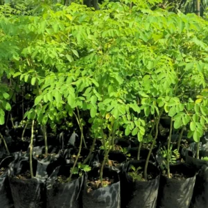 Set 2 Live Moringa Trees Plants, Moringa Oleifera Plants, Malunggay Plant for Growing, Drumstick Tree, Horseradish Tree, Set 2 Plants No Pot