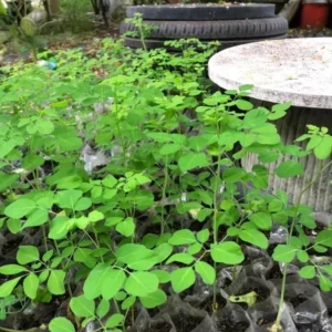 Set 2 Live Moringa Trees Plants, Moringa Oleifera Plants, Malunggay Plant for Growing, Drumstick Tree, Horseradish Tree, Set 2 Plants No Pot