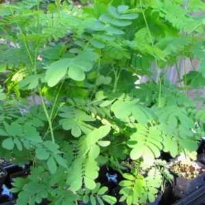Set 4 Live Moringa Trees Plants, Moringa Oleifera Plants, Malunggay Plant for Growing, Drumstick Tree, Horseradish Tree