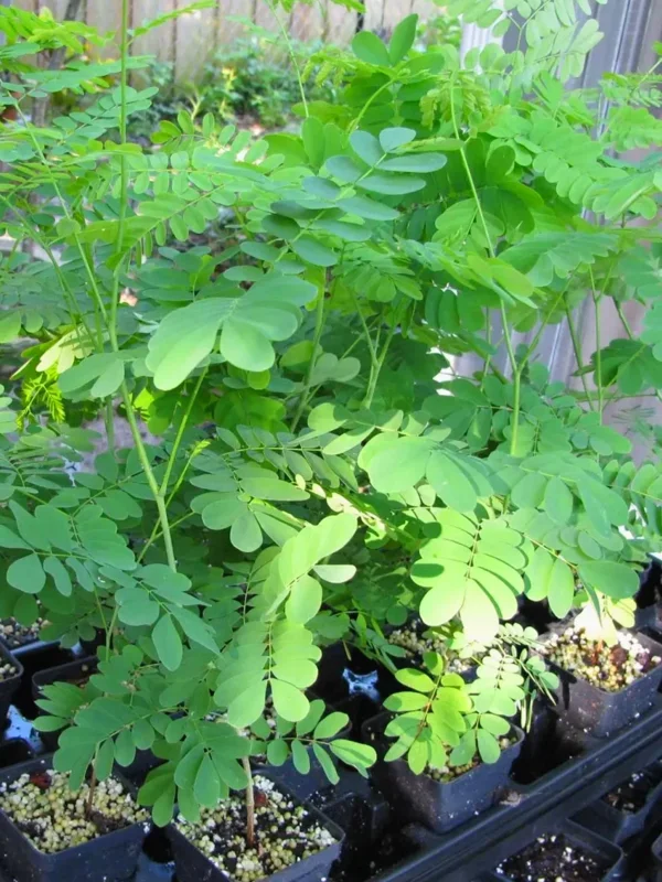 Set 4 Live Moringa Trees Plants, Moringa Oleifera Plants, Malunggay Plant for Growing, Drumstick Tree, Horseradish Tree