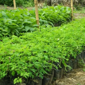 Set 4 Live Moringa Trees Plants, Moringa Oleifera Plants, Malunggay Plant for Growing, Drumstick Tree, Horseradish Tree