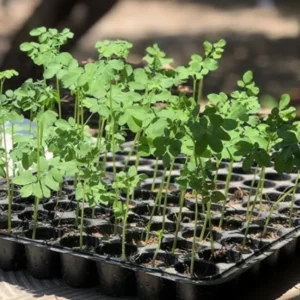 Set 4 Live Moringa Trees Plants, Moringa Oleifera Plants, Malunggay Plant for Growing, Drumstick Tree, Horseradish Tree